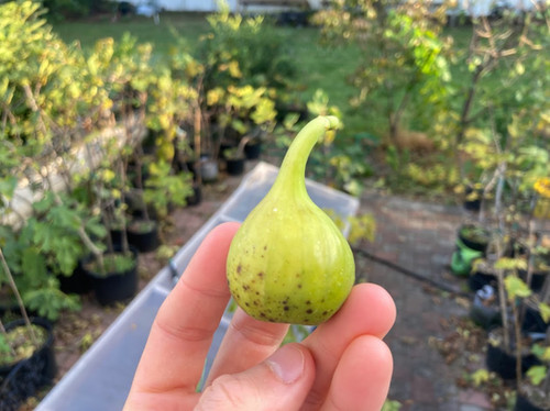 How Cold Hardy Is the Green Michurinska Fig Tree?